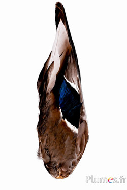Anatra ala - 7 x 26-28 cm - naturale
